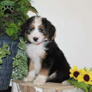 Summer, Bernedoodle Puppy